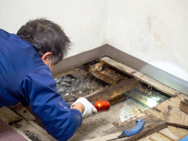 Best Mold Cleaning Services  in Tunkhannock, PA