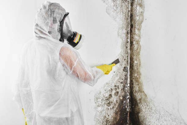Best Professional Mold Removal  in Tunkhannock, PA