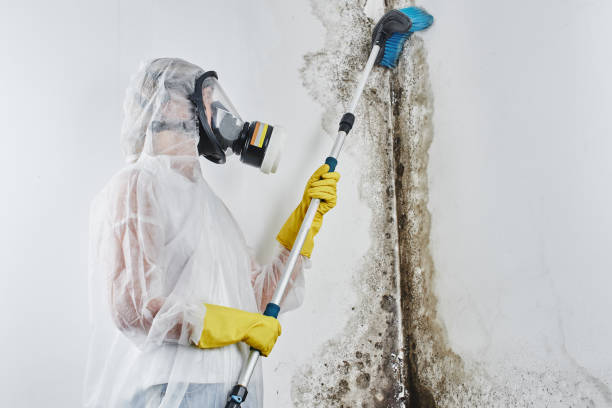 Best Fast Mold Removal  in Tunkhannock, PA
