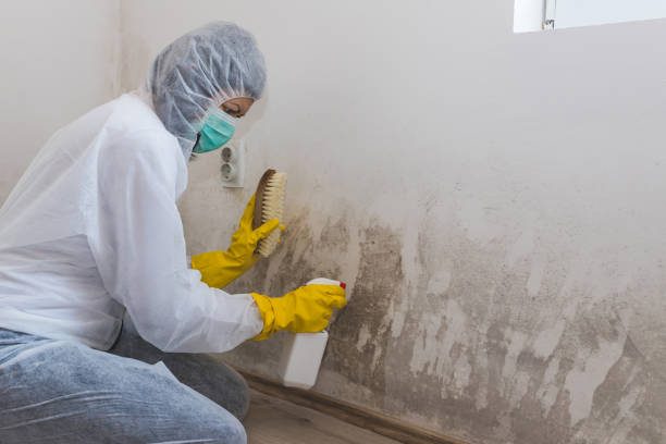 Best Commercial Mold Removal  in Tunkhannock, PA