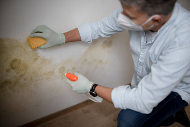 Best Residential Mold Removal  in Tunkhannock, PA
