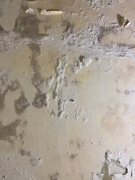 Best Local Mold Removal Service  in Tunkhannock, PA