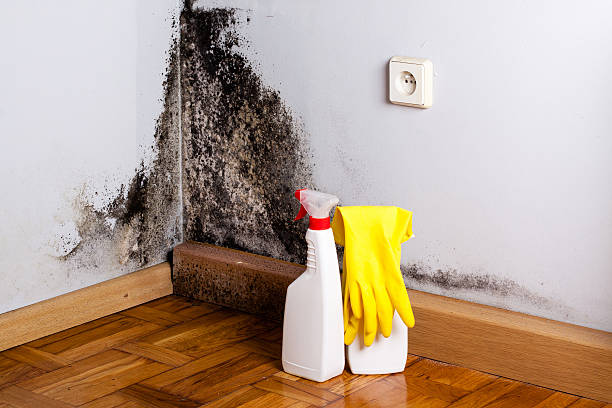 Best Black Mold Removal  in Tunkhannock, PA
