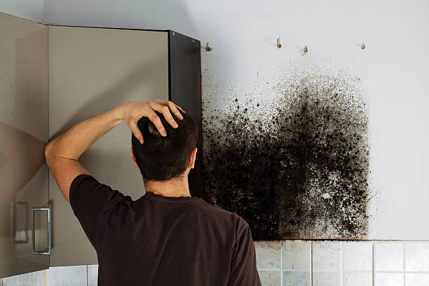 Professional Mold Removal in Tunkhannock, PA