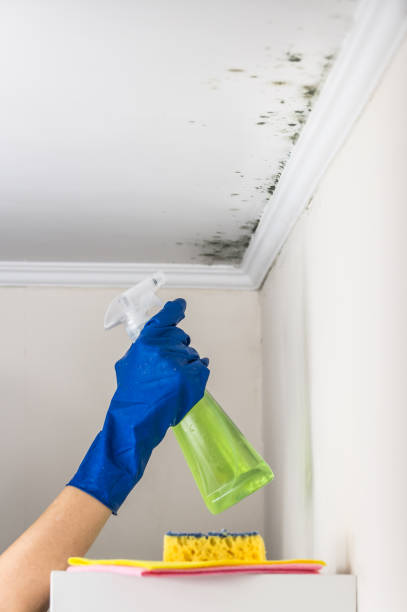 Best Same-Day Mold Removal  in Tunkhannock, PA