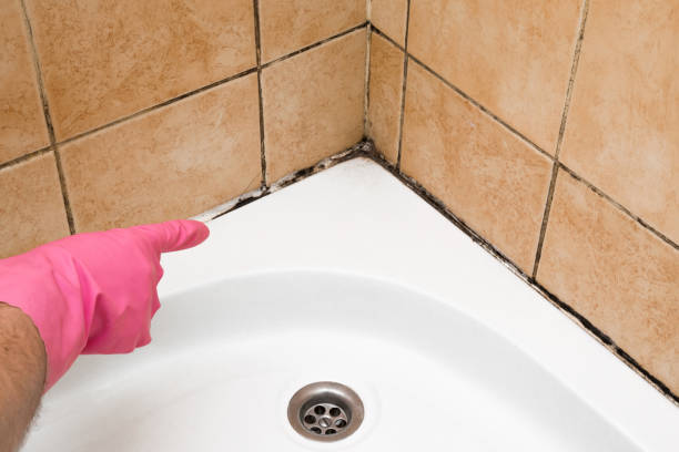 Best Best Mold Removal Companies  in Tunkhannock, PA